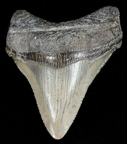 Serrated, Juvenile Megalodon Tooth - South Carolina #52957